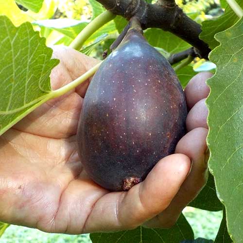 Higuera Black Mission, С2 - Plántulas: Ilość w opakowaniu: 1 plantas