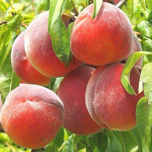 Melocotonero Royal Summer, С2 - Plántulas: Ilość w opakowaniu: 1 plantas