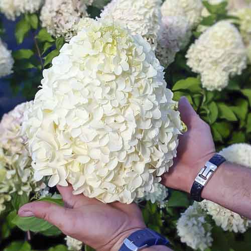 Hortensia en ramo Hercules PBR, С2 - Plántulas: Ilość w opakowaniu: 1 none