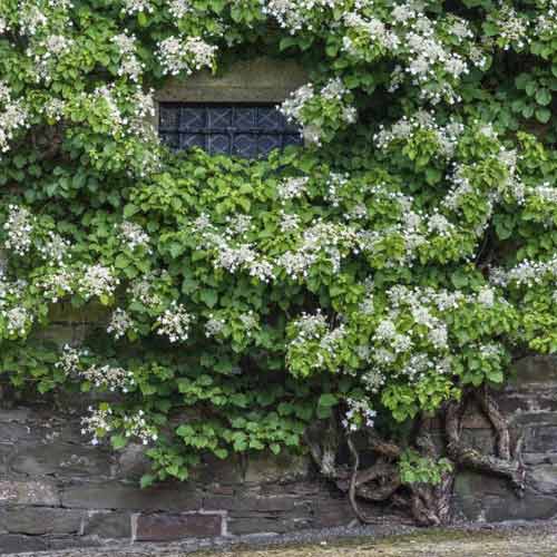 Hortensia trepadora Take a chance , С2 - Plántulas: Ilość w opakowaniu: 1 none