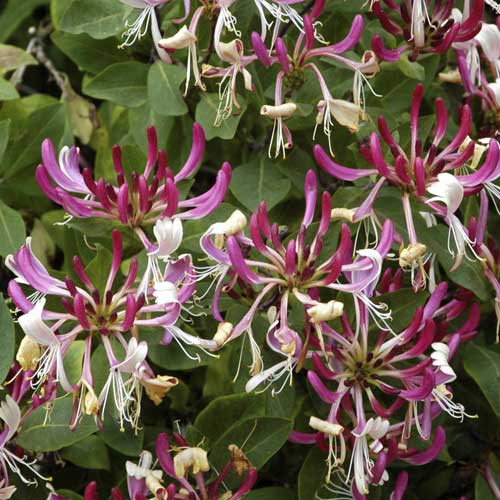 Madreselva Nube fragante PBR, С2 - Plántulas: Ilość w opakowaniu: 1 none