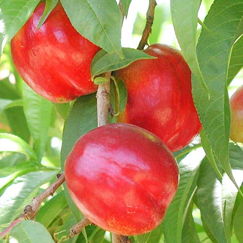 Nectarina Aeris, С2 - Plántulas: Ilość w opakowaniu: 1 plantas