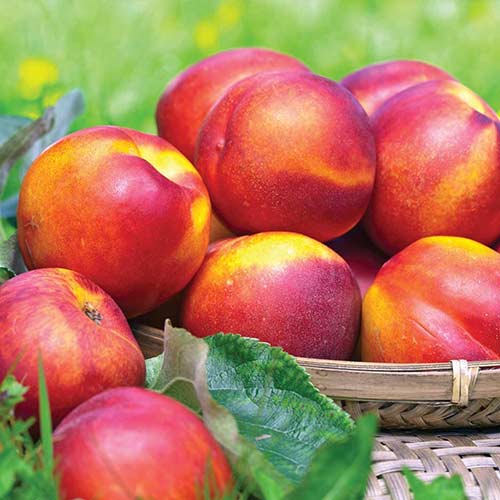 Nectarino Tierra de Fuego, С2 - Plántulas: Ilość w opakowaniu: 1 plantas