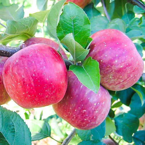 Manzana Fuji, С2 - Plántulas: Ilość w opakowaniu: 1 plantas