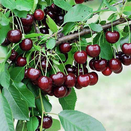 Cereza Achat, С2 - Plántulas: Ilość w opakowaniu: 1 plantas