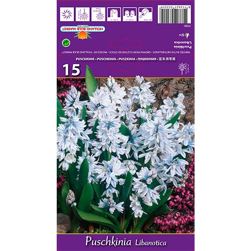Puschkinia Libanotica - Bulbos: Ilość w opakowaniu: 15 bulbos