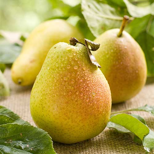 Pera Williams, С2 - Plántulas: Ilość w opakowaniu: 1 plantas