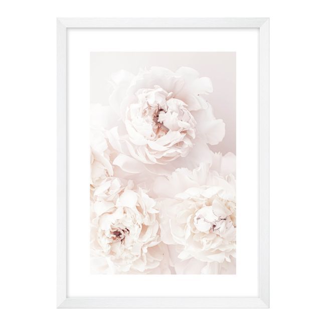 Obraz Piwonia biała 50 x 70 cm