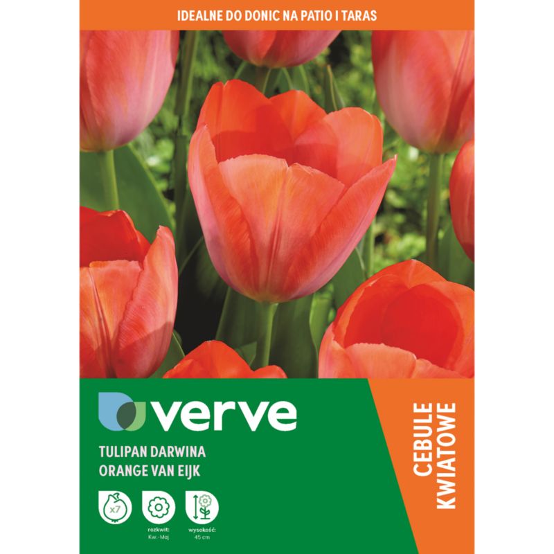 Tulipan wysoki Orange Van Eijk 7 szt.
