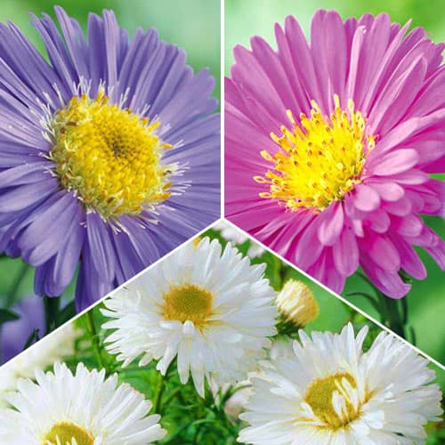 Super oferta! Aster alpejski, zestaw 3 odmian - Byliny: Ilość w opakowaniu: 3 szt.
