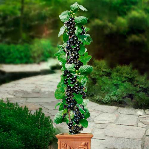 1 szt, Porzeczka czarna na pniu Ruben - Sadzonki: Ilość w opakowaniu: 1 sadz