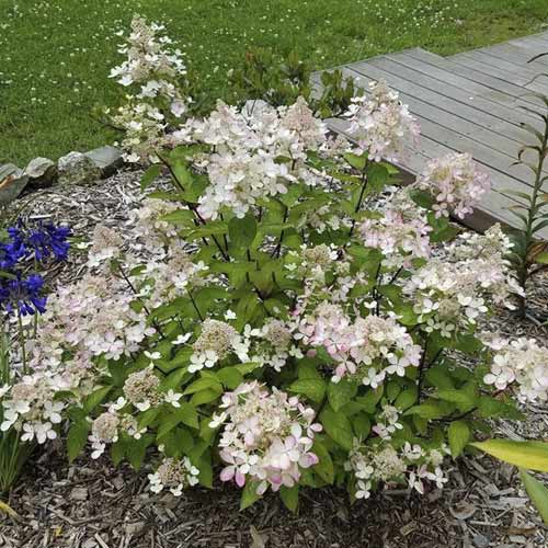 1 sadz, Hortensja bukietowa Pastelgreen, С4,5 - Sadzonki: Ilość w opakowaniu: 1 sadz