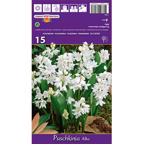15 szt., Puszkinia Alba - Cebule: Ilość w opakowaniu: 15 szt.
