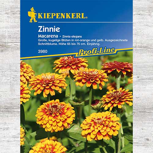 1 szt, Cynia wytworna Macarena - Nasiona: Ilość w opakowaniu: 1 opak