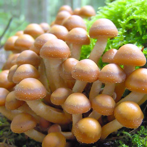 1 szt, Łuskawiak Zmienny - Grzybnia: Ilość w opakowaniu: 16 szt