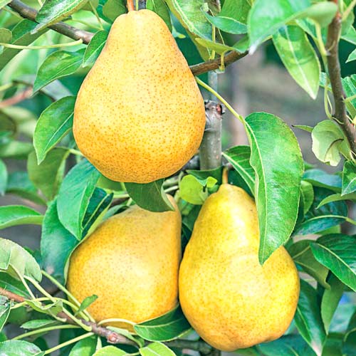 Grusza Highland - Sadzonki: Ilość w opakowaniu: 1 sadz - GradinaMax