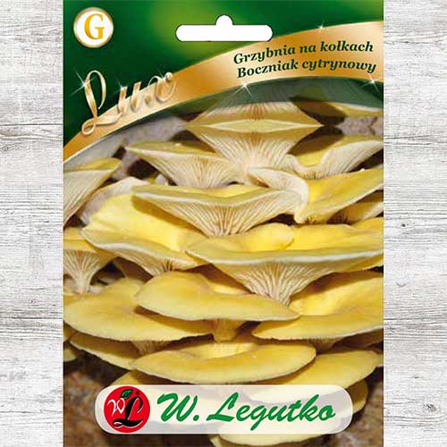 1 szt, Boczniak cytrynowy - grzybnia na kołkach - Grzybnia: Ilość w opakowaniu: 20 szt
