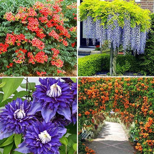 Super Oferta! Zestaw roślin pnących "Kwitnąca pergola" 4 sadzonki - Sadzonki: Ilość w opakowaniu: 4 none