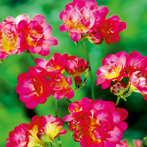 10 szt., Frezja czerwona - Cebule: Ilość w opakowaniu: 10 szt.