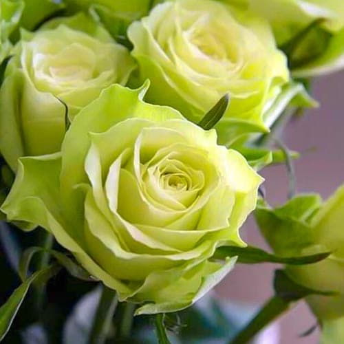 1 sadz, Róża wielkokwiatowa Amandine - Sadzonki: Ilość w opakowaniu: 1 sadz