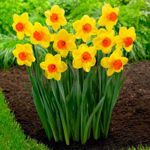 2 szt., Korzystny zakup! Narcyz Red Devon - Cebule: Ilość w opakowaniu: 2 szt.