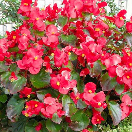 1 szt, Begonia stale kwitnąca niska Kolia F1 cynobrowa Legutko - Nasiona: Ilość w opakowaniu: 0.1 g