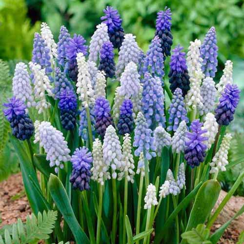 30 szt., Super oferta! Szafirek, mix kolorów - Cebule: Ilość w opakowaniu: 30 szt.