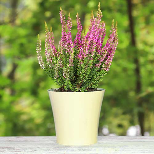 1 sadz, Wrzos pospolity Dunja - Byliny: Ilość w opakowaniu: 1 sadz