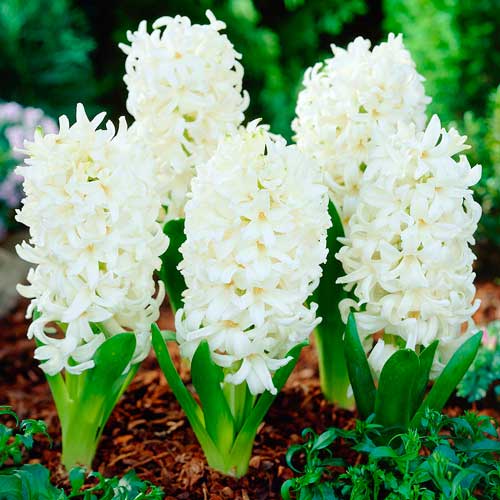 1 szt., Korzystny zakup! Hiacynt Carnegie - Cebule: Ilość w opakowaniu: 1 szt.