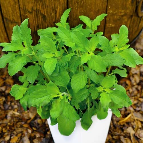 1 szt, Bazylia święta - Nasiona: Ilość w opakowaniu: 0.5 g