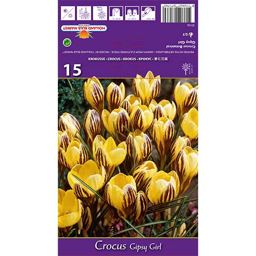 Krokus Gipsy Girl - Cebule: Ilość w opakowaniu: 15 szt. - GradinaMax