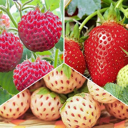 Super oferta! Zestaw Truskawkowa delikatność, 3 odmiany - Sadzonki: Ilość w opakowaniu: 3 sadz