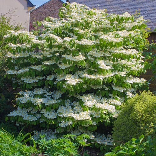 1 szt., Kalina Lanarth - Sadzonki: Ilość w opakowaniu: 1 szt.