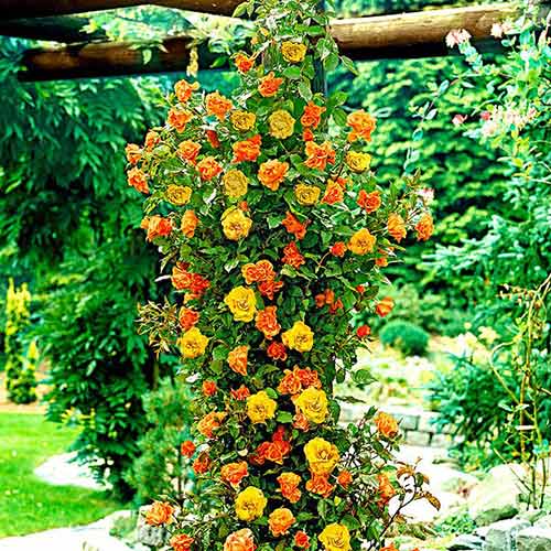 1 sadz, Róża pnąca Żółto-Pomarańczowa - Sadzonki: Ilość w opakowaniu: 1 sadz