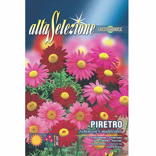 1 szt, Złocień różowy Robinson's, mieszanka kolorów Morami - Nasiona: Ilość w opakowaniu: 0.4 g