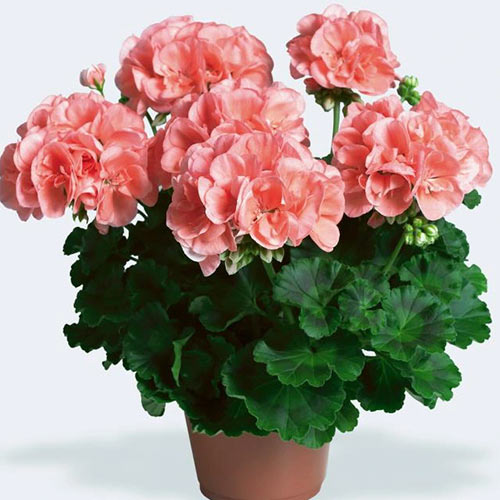 1 szt, Pelargonia łososiowa F1 - Nasiona: Ilość w opakowaniu: 10 szt