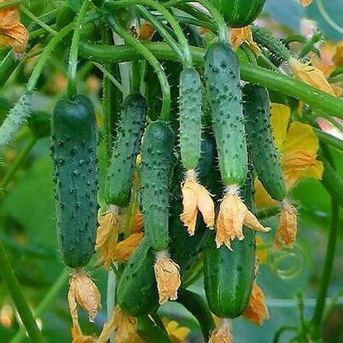 8 sadz, Ogórek Gruntowy - Sadzonki: Ilość w opakowaniu: 8 sadz