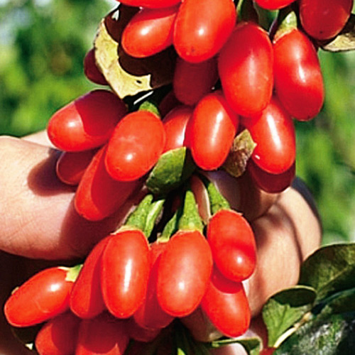 1 szt, Jagody Goji - Nasiona: Ilość w opakowaniu: 0.10 g