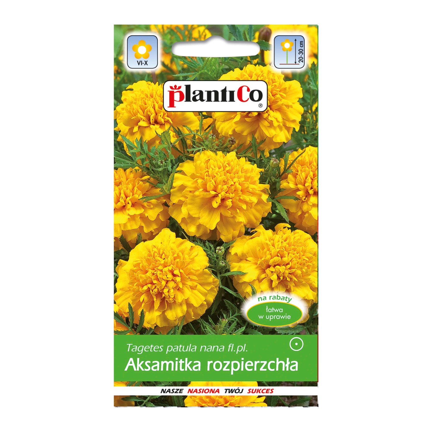 Aksamitka niska żółta