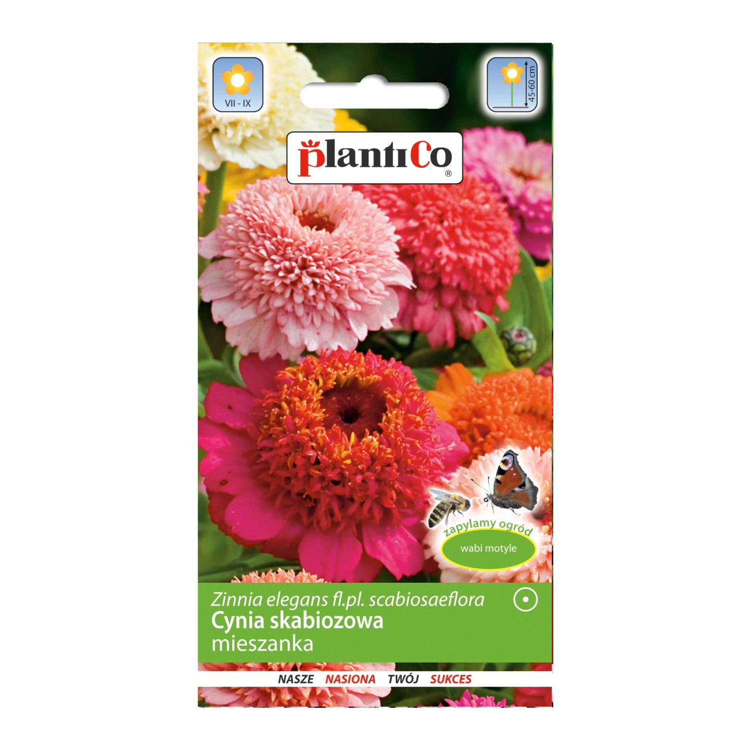 Cynia daliowa skabiozowa