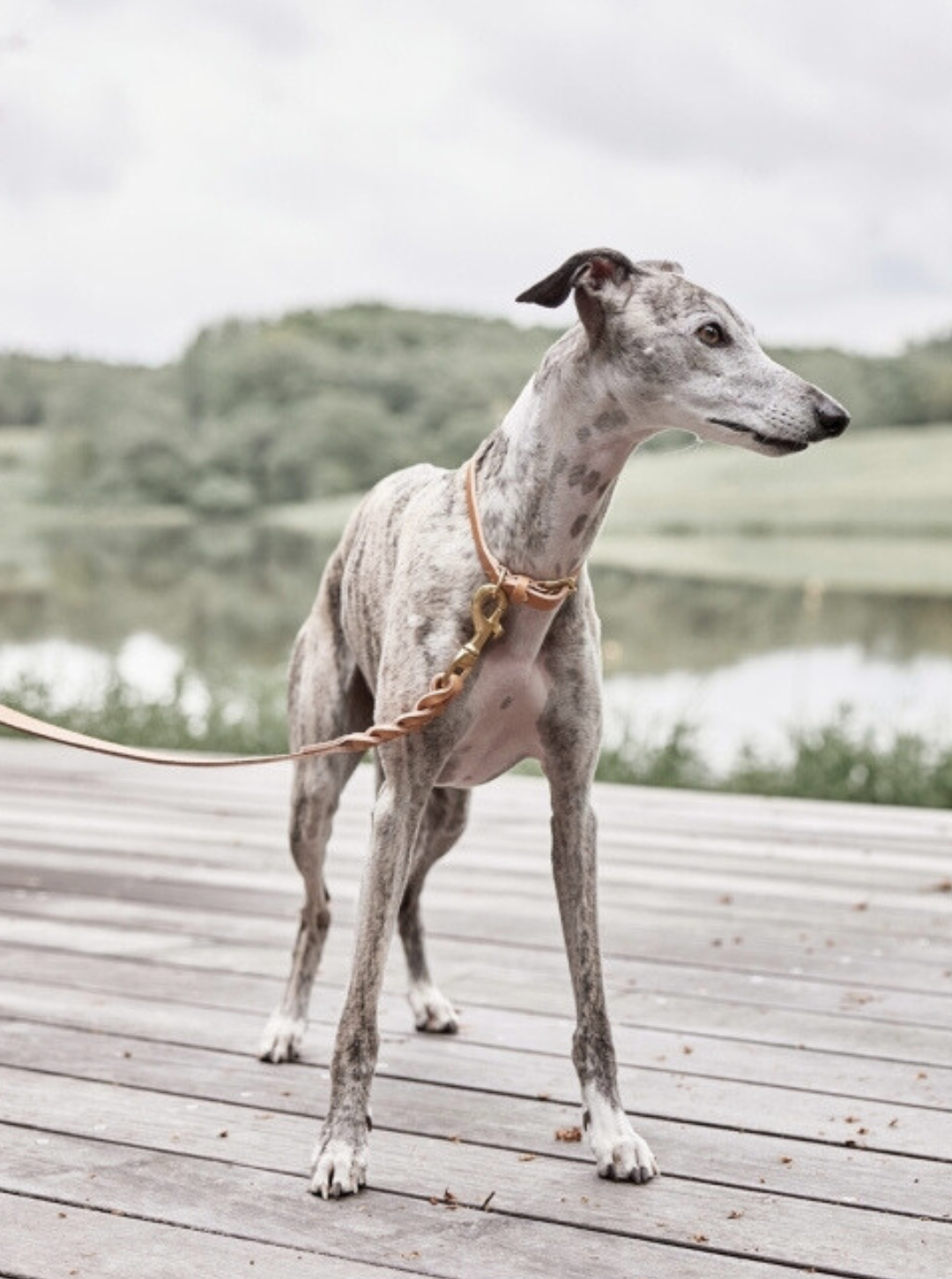 Obroża dla psa Robin Dog Collar Natural OYOY ZOO