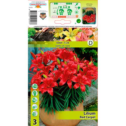 3 cib, Lilie asijská Red Carpet - : Monžstvo balíkov: 3 cib
