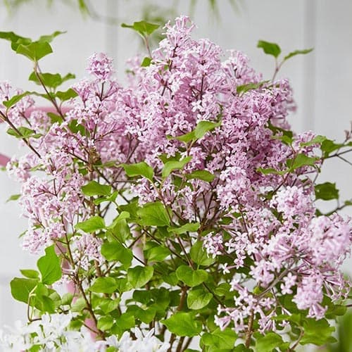 1 saz, Šeřík Josee - : Monžstvo balíkov: 1 saz