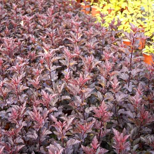 1 saz, Tavola Armadillo, C3 - : Monžstvo balíkov: 1 saz