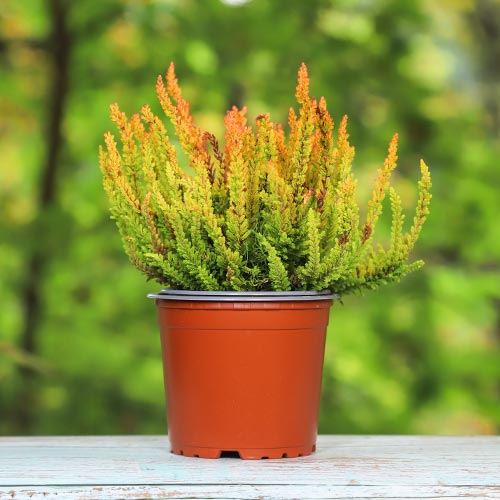 1 saz, Vřesovec Zoe - : Monžstvo balíkov: 1 saz