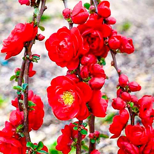 1 saz, Kdoule japonská Scarlet Storm - : Monžstvo balíkov: 1 saz