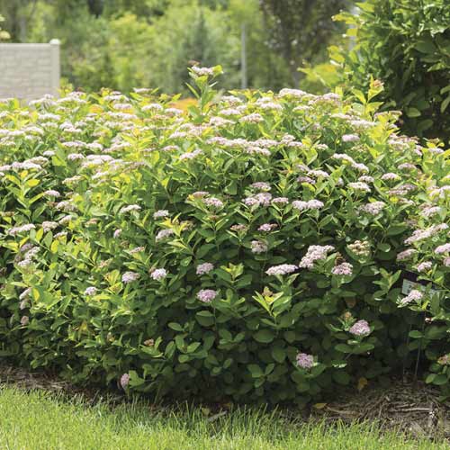 1 saz, Tavolník Pink Sparkler PBR, C3 - : Monžstvo balíkov: 1 saz