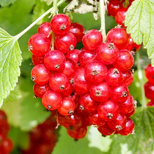 1 saz, Rybíz červený Rosetta - : Monžstvo balíkov: 1 saz