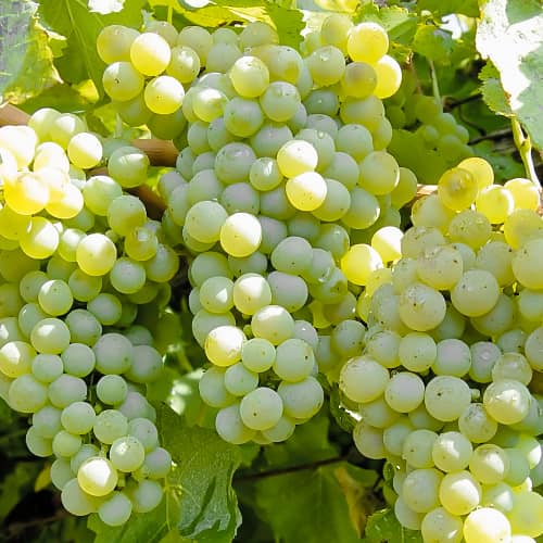 1 saz, Vinná réva Ontario, P9 - : Monžstvo balíkov: 1 saz