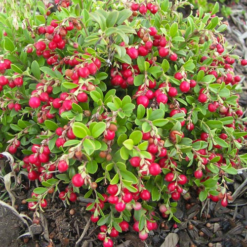 1 saz, Brusnice Koralle - : Monžstvo balíkov: 1 saz